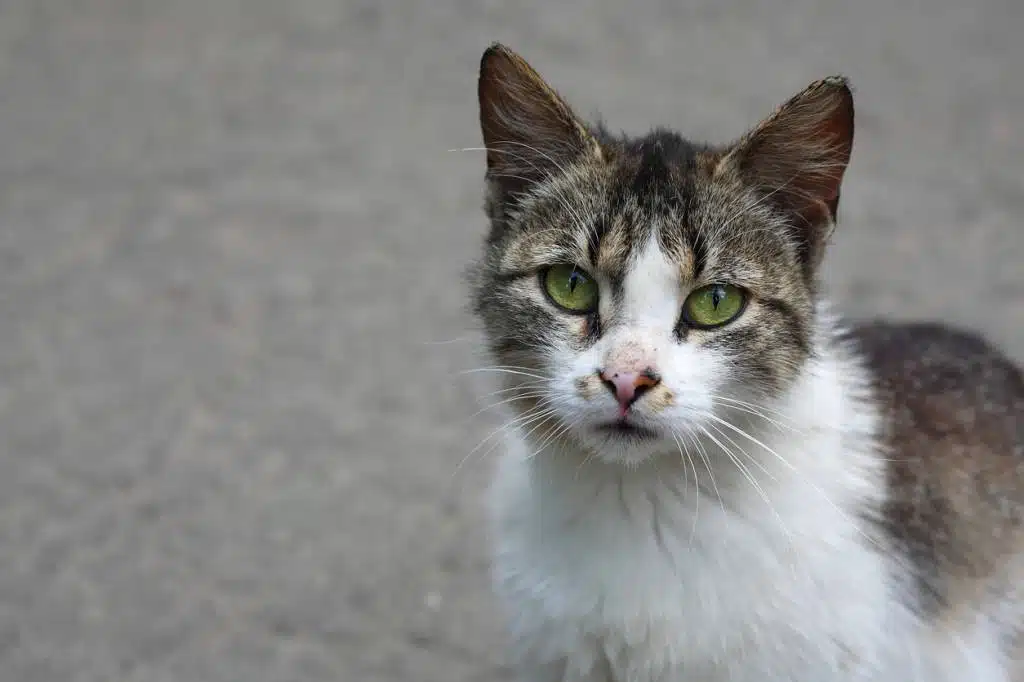 comment gérer les problèmes de comportement du chat