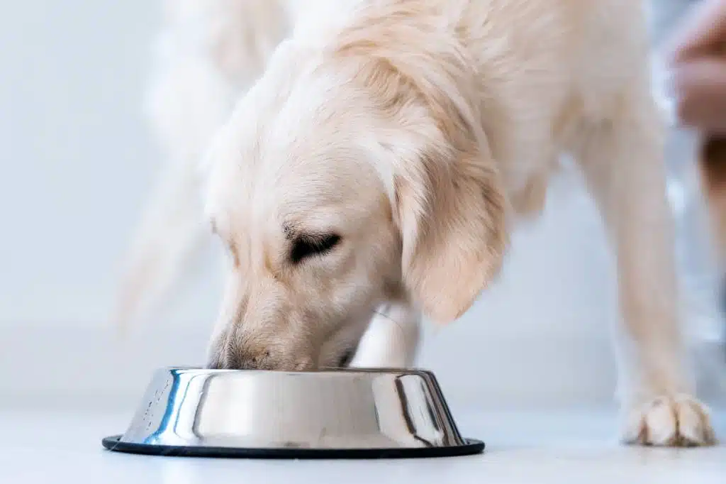 alimentation chien vieillissant