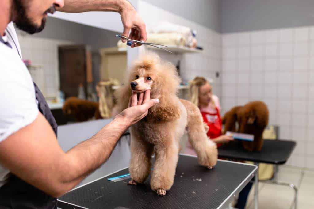 Ciseaux de coupe pour votre caniche 