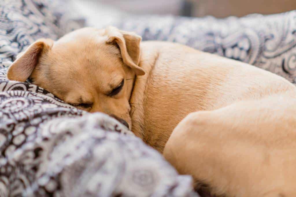 couchage chien convalescent