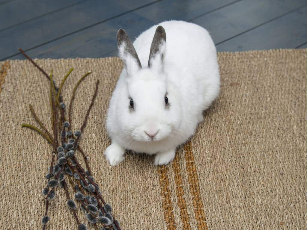 Tapis sol lapin 