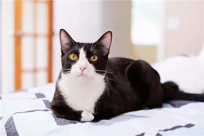Quelle est la race de chat noir et blanc