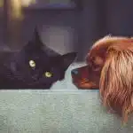 Un chat et un chien sur un rebord de canapé