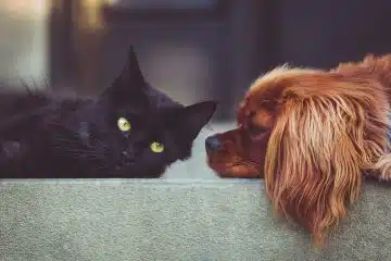Un chat et un chien sur un rebord de canapé