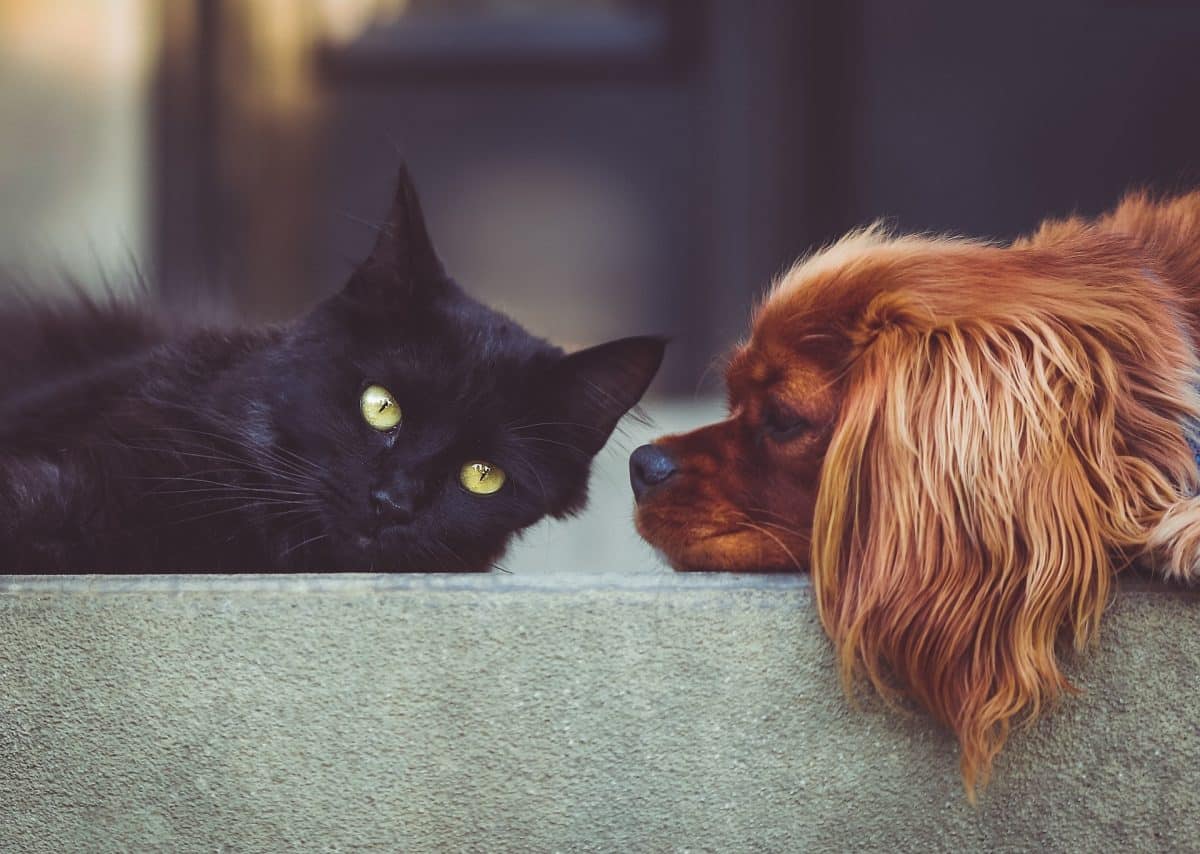 Un chat et un chien sur un rebord de canapé
