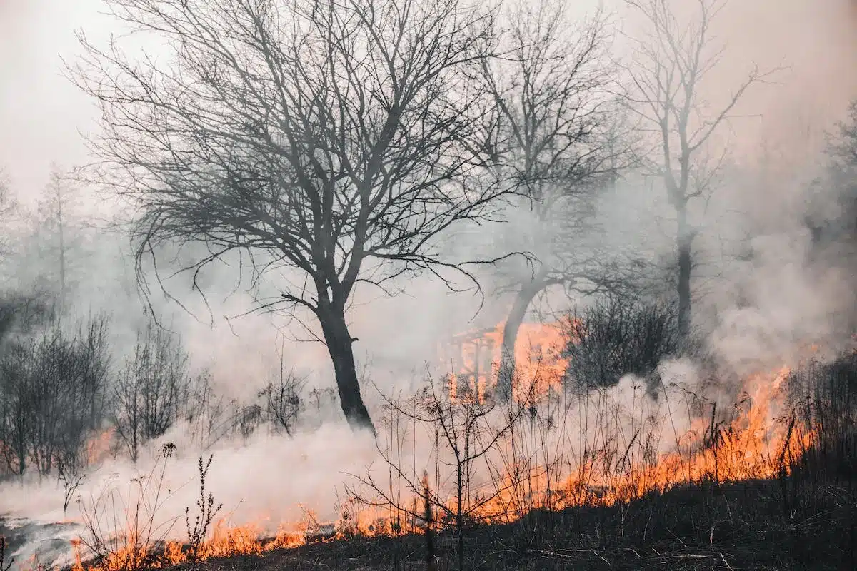 incendie forêt