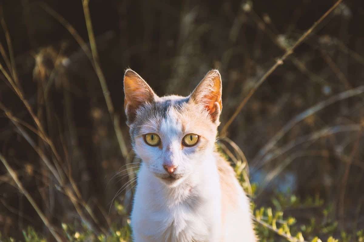 chat insolite