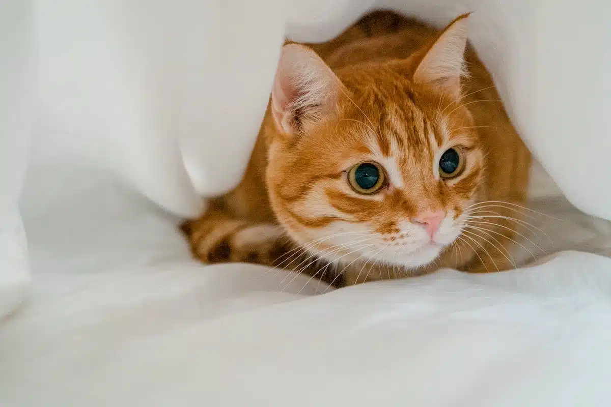 animaux compagnie