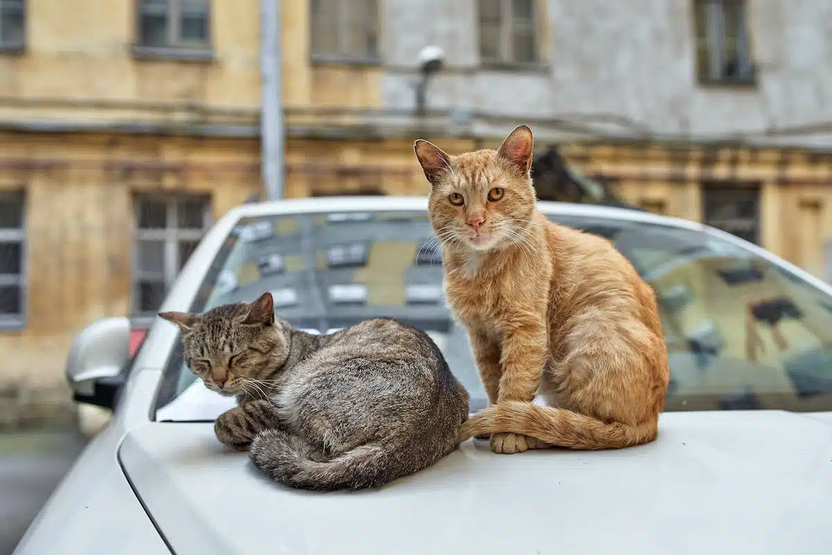 chat  voiture