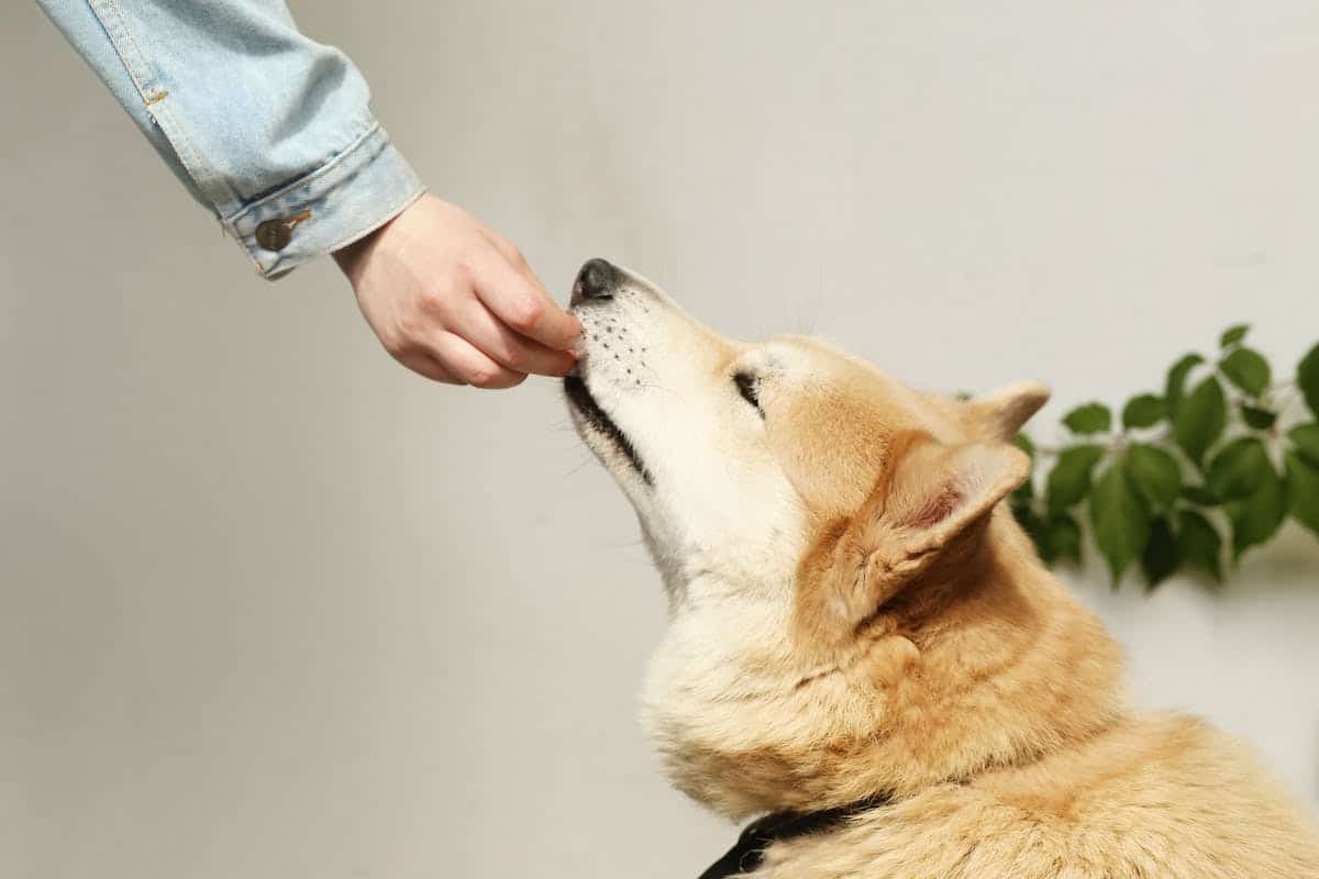 chien  santé