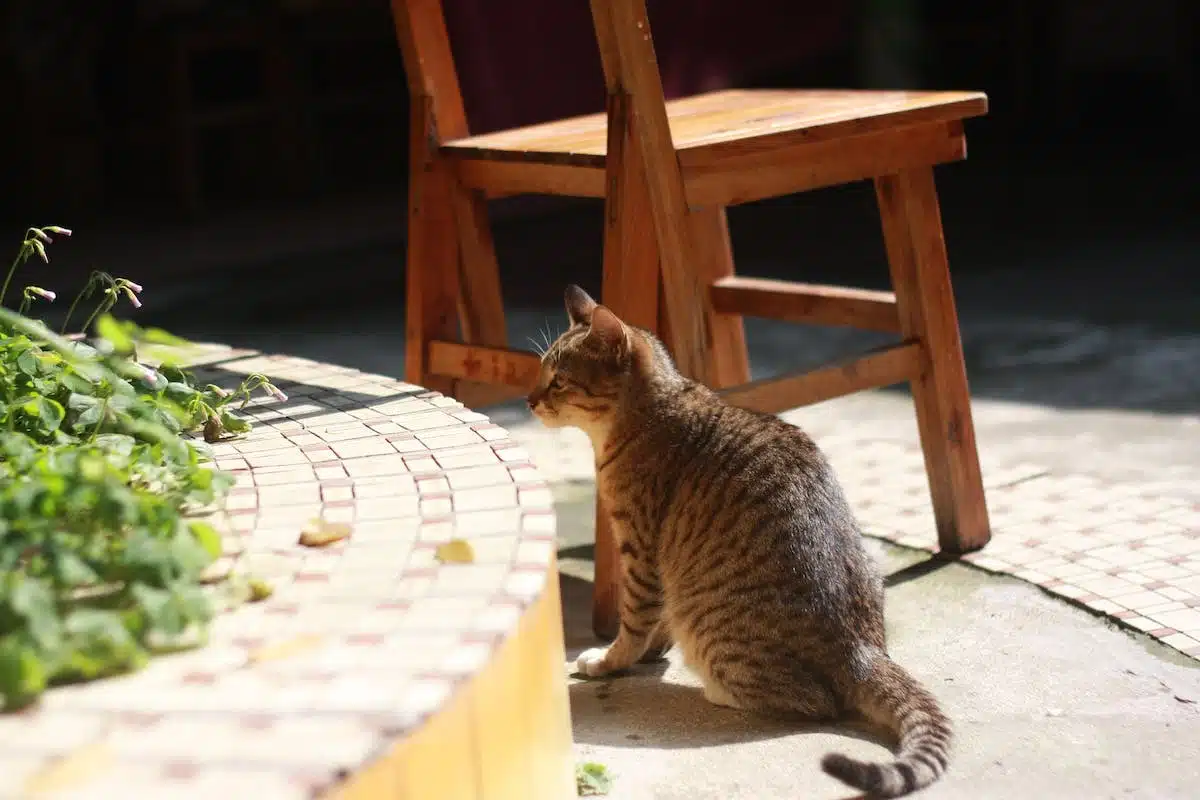 chat allergie