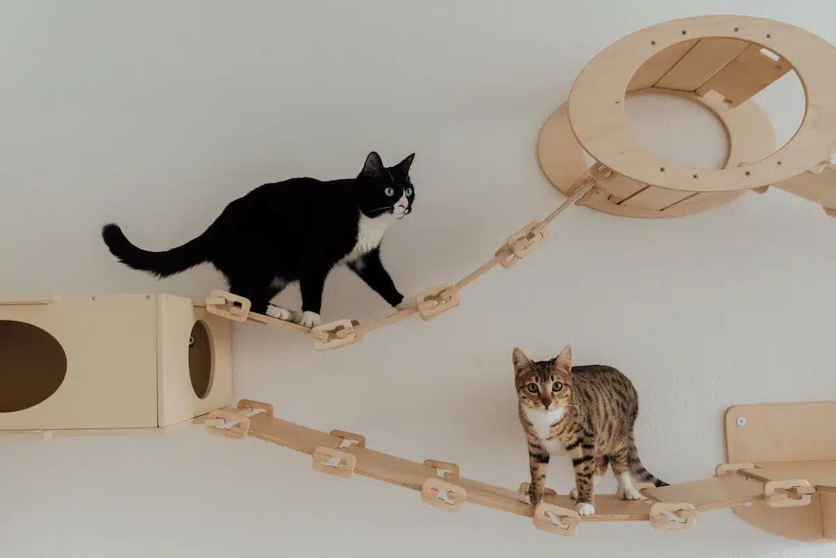 chat  logement