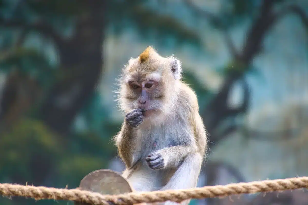 animaux célèbres