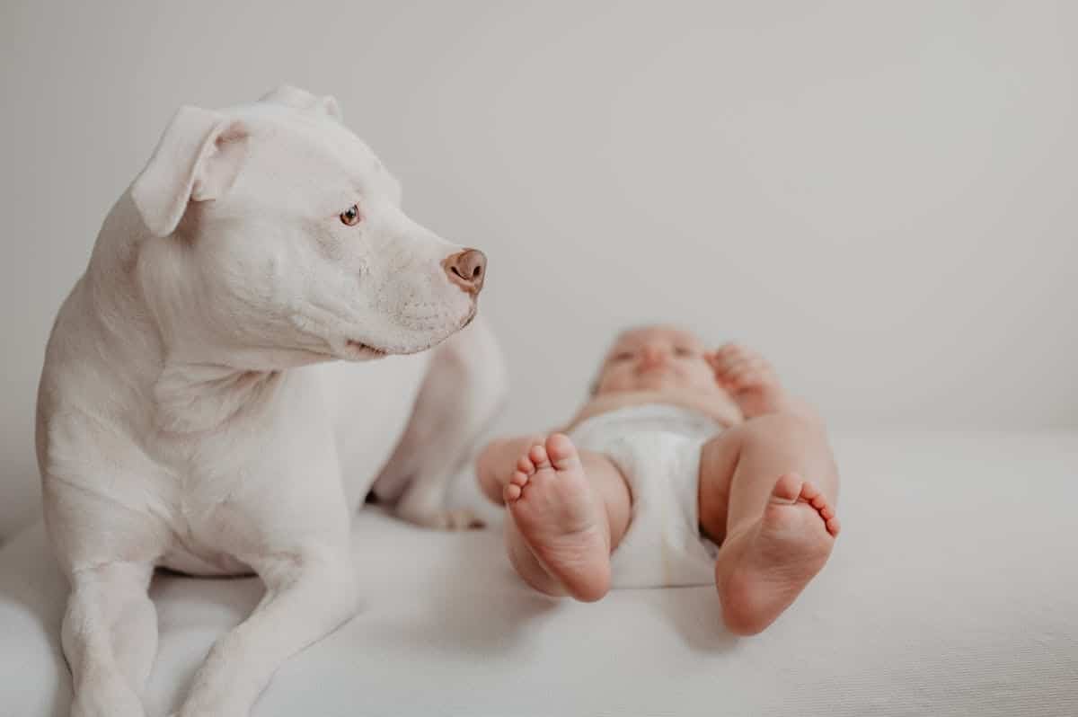 chien  bébé