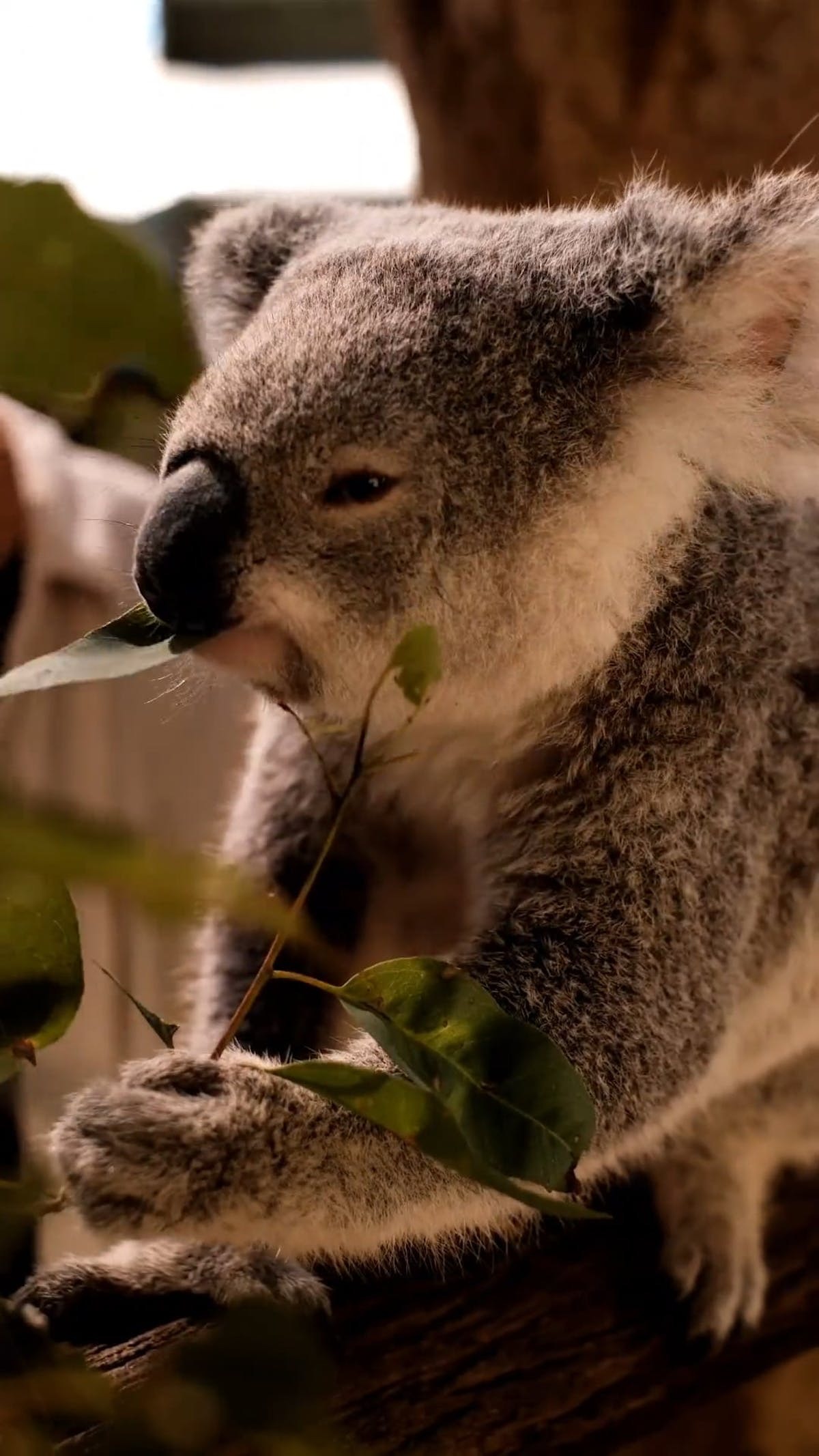 cinéma animaux