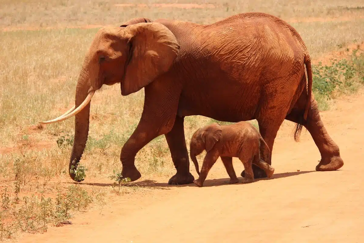 faune sauvage