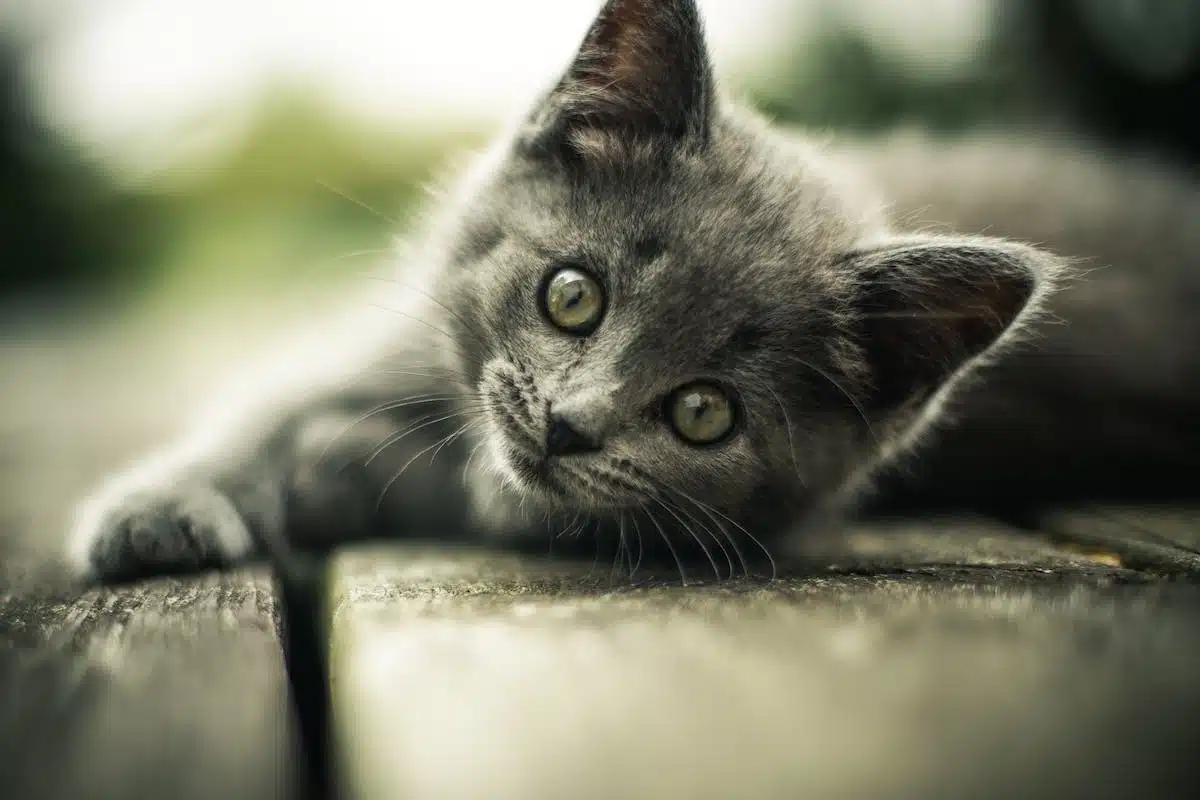 chat  bien-être