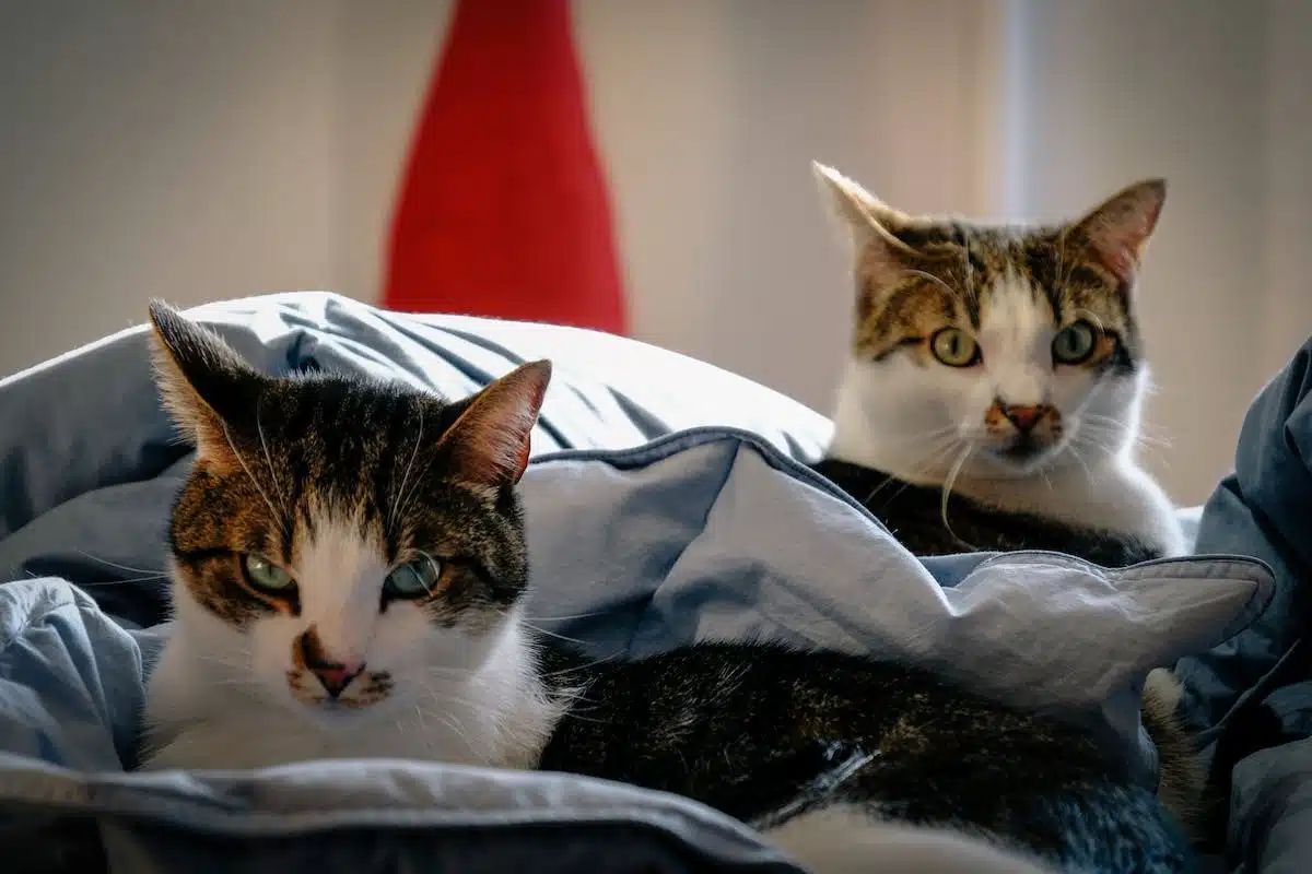 chat  santé