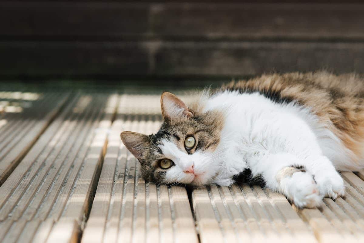 chat appartement