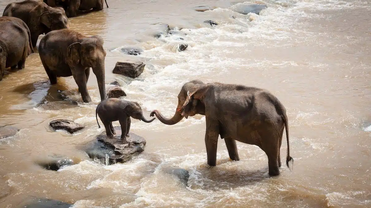 animaux communication