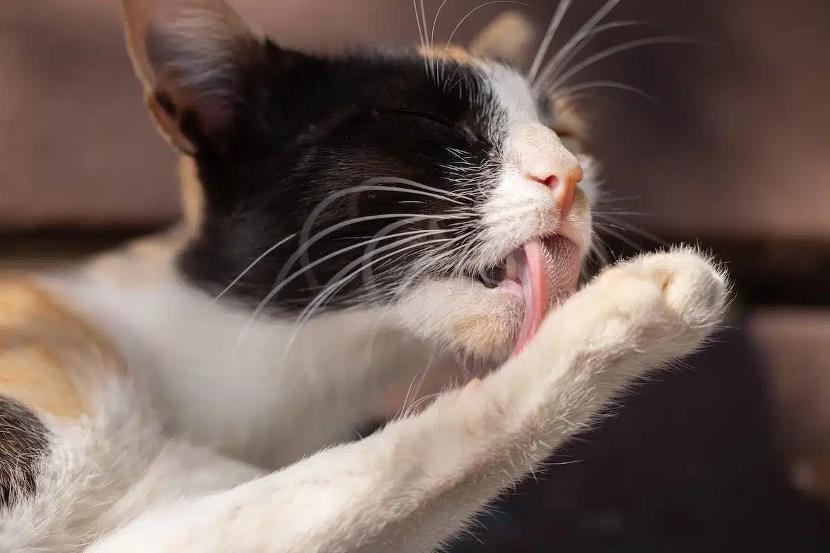 chat  hygiène