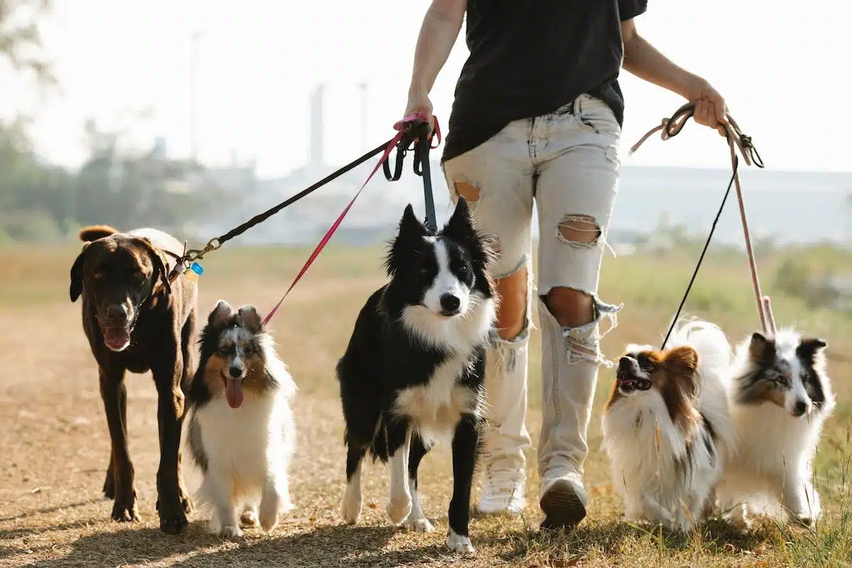 animaux  socialisation