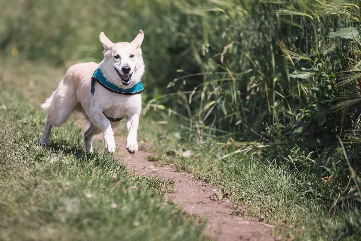 chien  extérieur