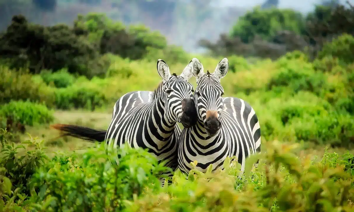 faune sauvage