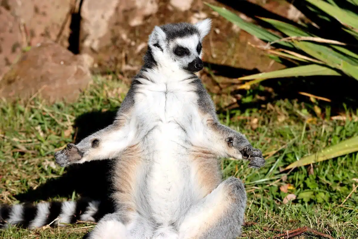 méditation  animaux