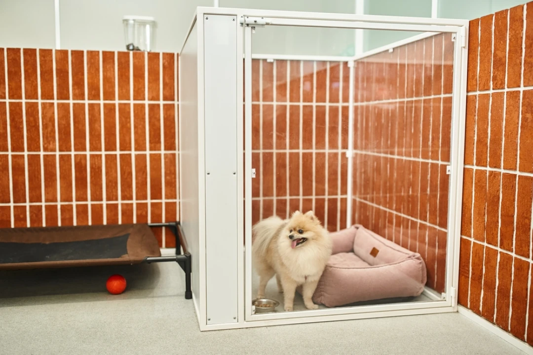 Chenil modulaire : Créer un espace évolutif pour votre élevage canin