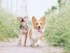 Maigrir en promenant son chien, c'est possible ?