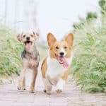 Maigrir en promenant son chien, c'est possible ?