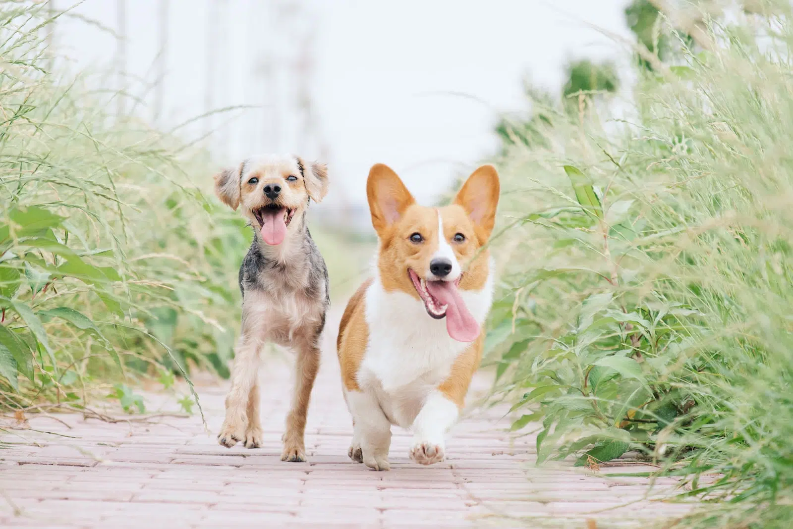 Maigrir en promenant son chien, c'est possible ?