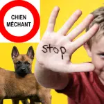 Attention ! Les dangers cachés de votre chiot malinois de 2 mois !