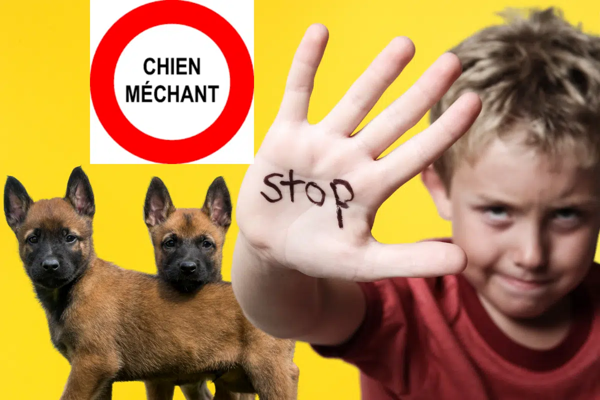 Attention ! Les dangers cachés de votre chiot malinois de 2 mois !