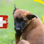 Attention ! Protégez votre chiot berger belge malinois de 2 mois de ces maladies mortelles !