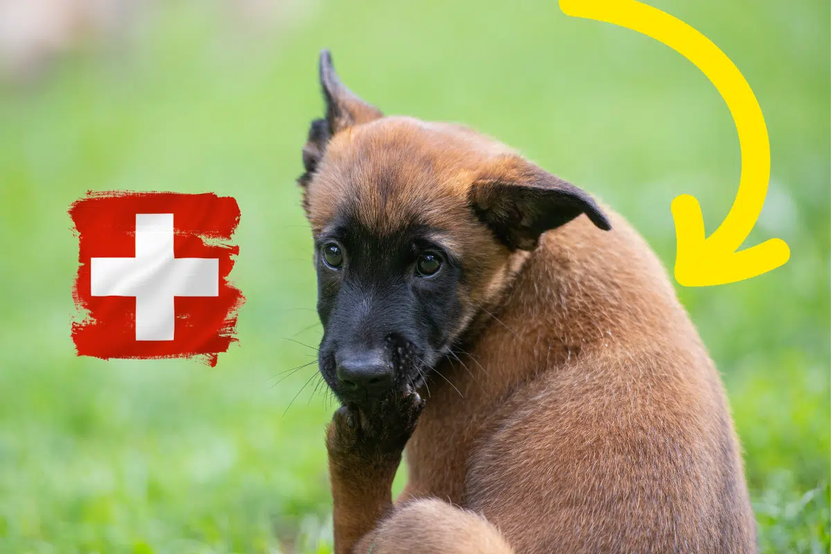 Attention ! Protégez votre chiot berger belge malinois de 2 mois de ces maladies mortelles !