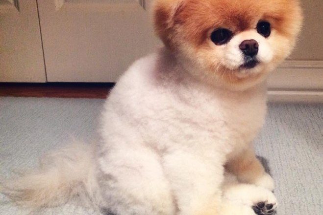 Boo, le chien le plus mignon du monde - Chabadog