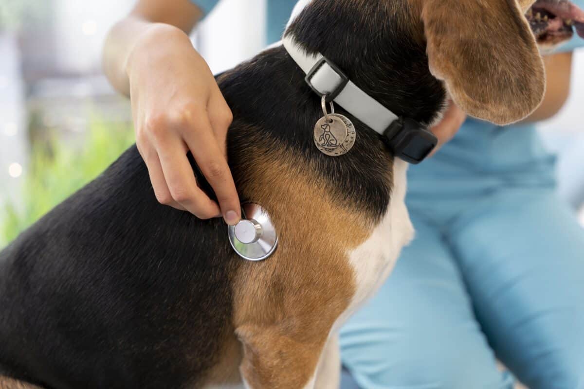 Comment choisir le meilleur collier anti-puces pour votre chien