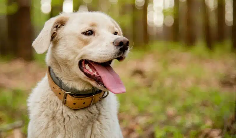 Comment choisir le meilleur collier anti-puces pour votre chien