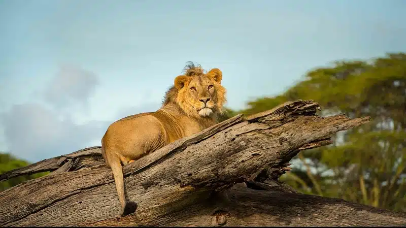 Comparaison des tailles des grands félins : du lion au léopard