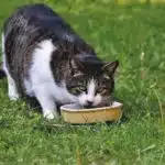 Contrôler l'appétit de votre chat : coupe-faim naturels et sûrs