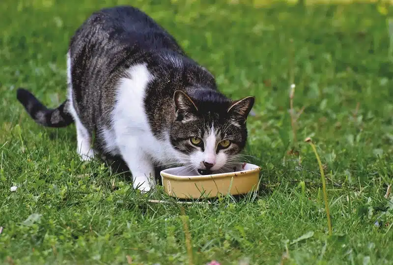Contrôler l'appétit de votre chat : coupe-faim naturels et sûrs