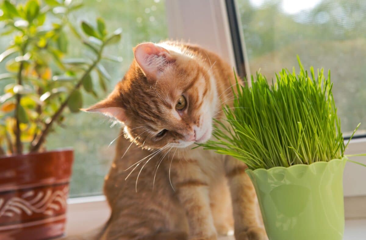 Contrôler l'appétit de votre chat : coupe-faim naturels et sûrs