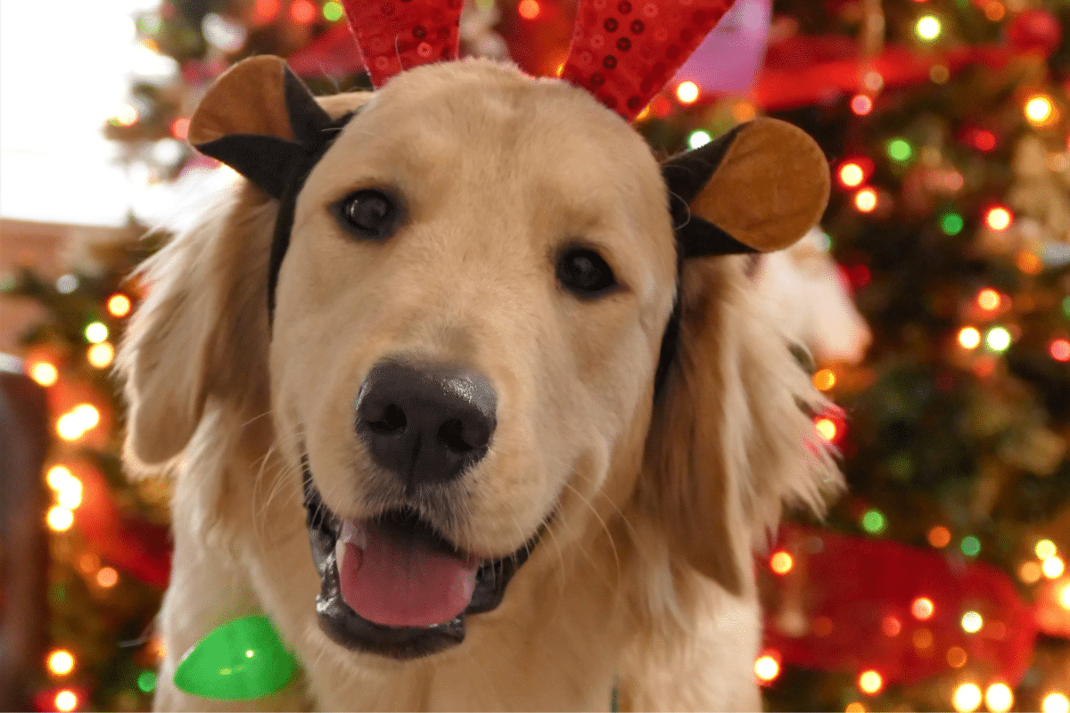 Top 5 des races de chiens qui adorent les sapins de Noël Estce que