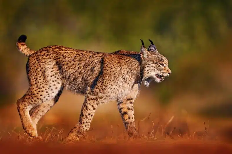 Félins en danger : comment la taille affecte leur conservation