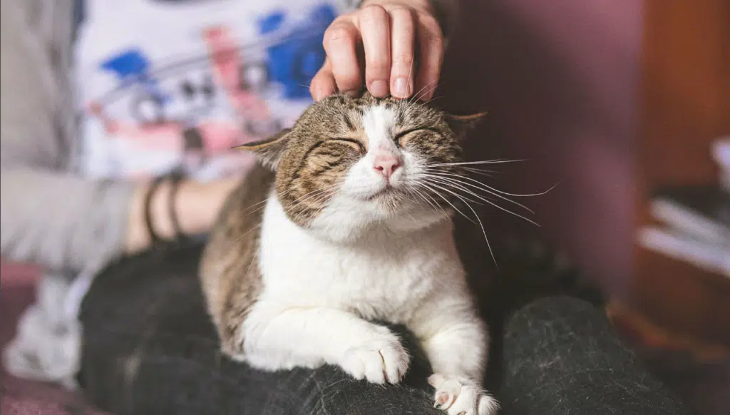 Épanouissement chat