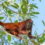 Le singe hurleur à tête rouge : une autre espèce fascinante à découvrir !