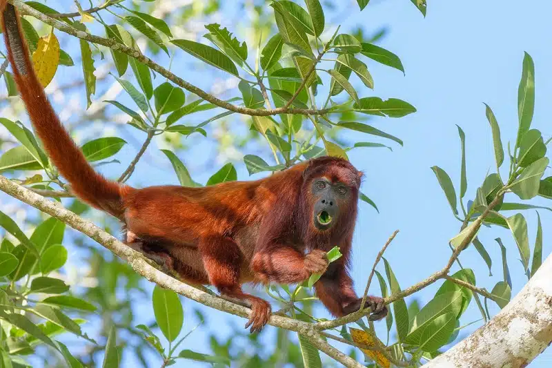 Le singe hurleur à tête rouge : une autre espèce fascinante à découvrir !