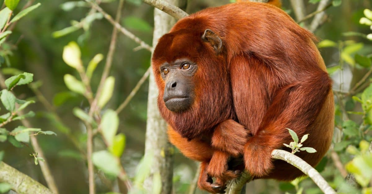 Le singe hurleur à tête rouge : une autre espèce fascinante à découvrir !